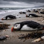 découvrez les raisons alarmantes derrière l'échouage de plus de 45 000 macareux cet hiver sur les plages de la côte atlantique et les impacts sur leur population.